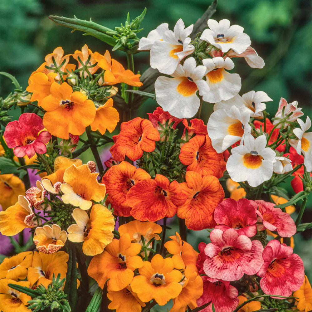Multicolored Nemesia strumosa Carnival flowers including orange, white, and pink in a natural setting.
