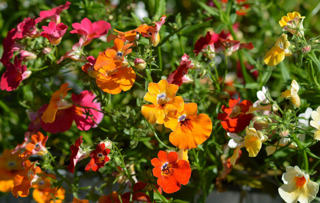 Colorful Nemesia strumosa Carnival  flowers including orange, red, and yellow blossoms in a garden setting.