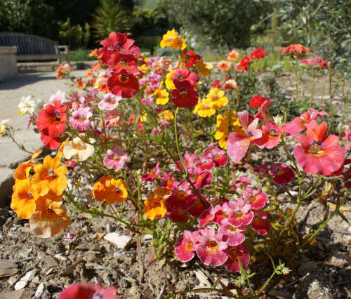 Colorful Nemesia strumosa Carnival  flower bed with various flowers in a garden setting