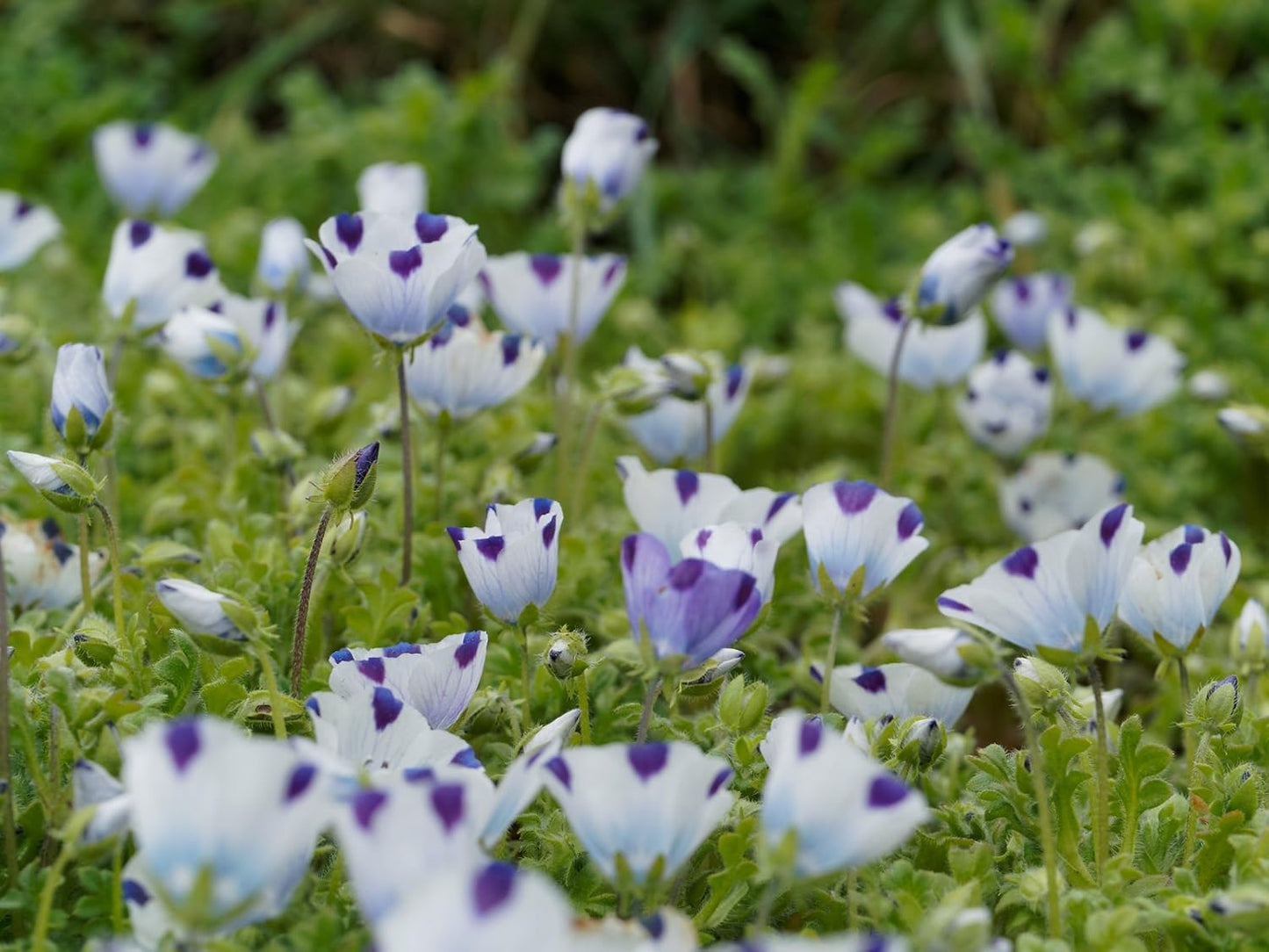 Five Spot (Nemophila maculata) - Seeds (WINTER)