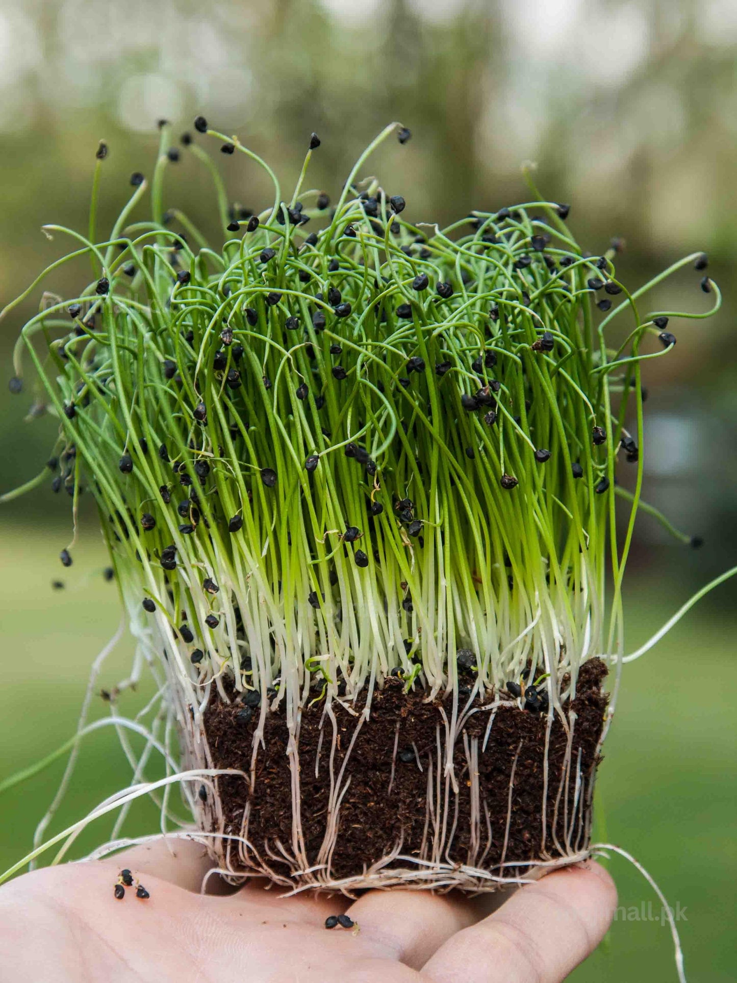 Onion: Microgreens Seeds-Moji Mall
