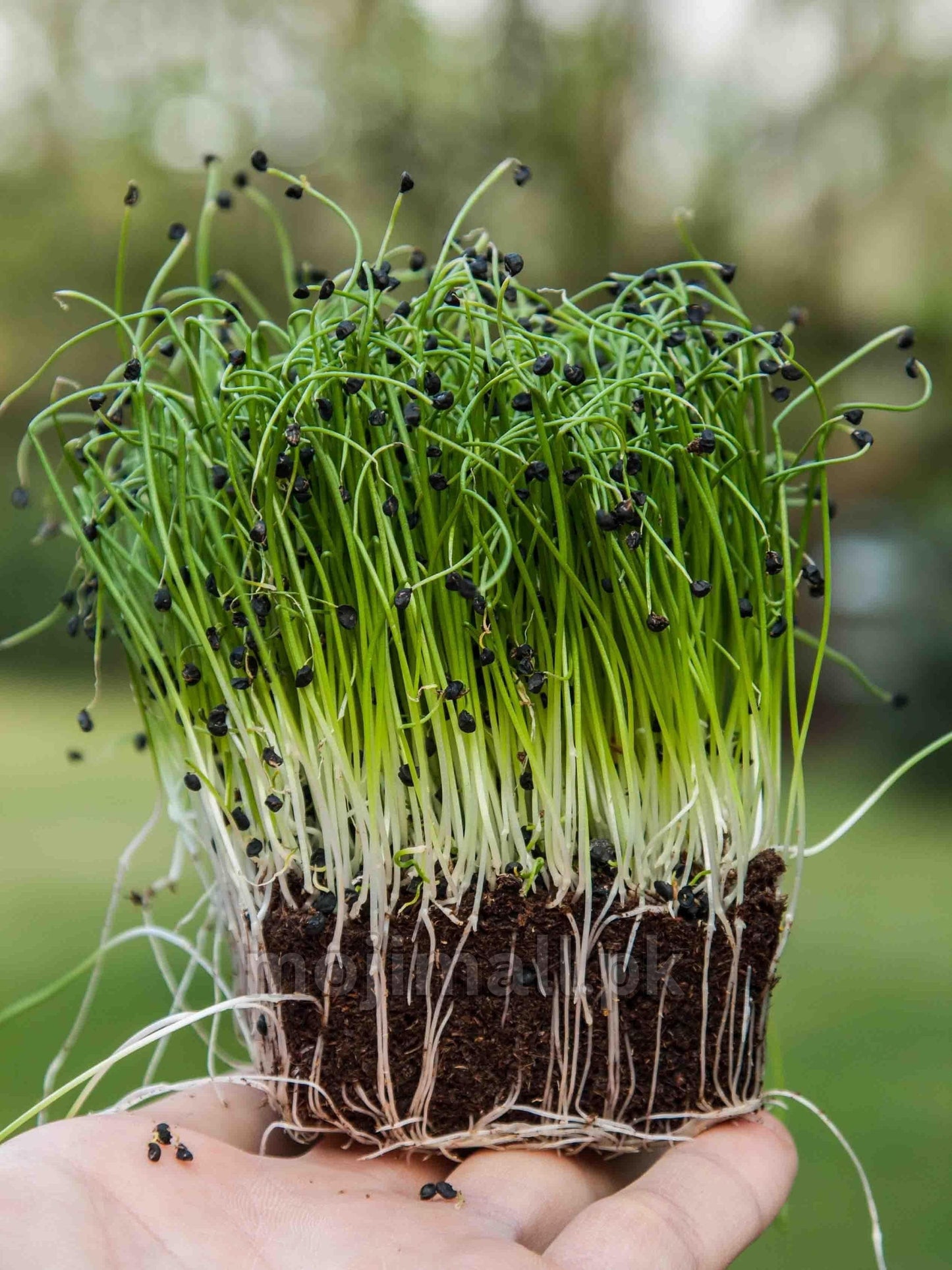 Onion: Microgreens Seeds-Moji Mall