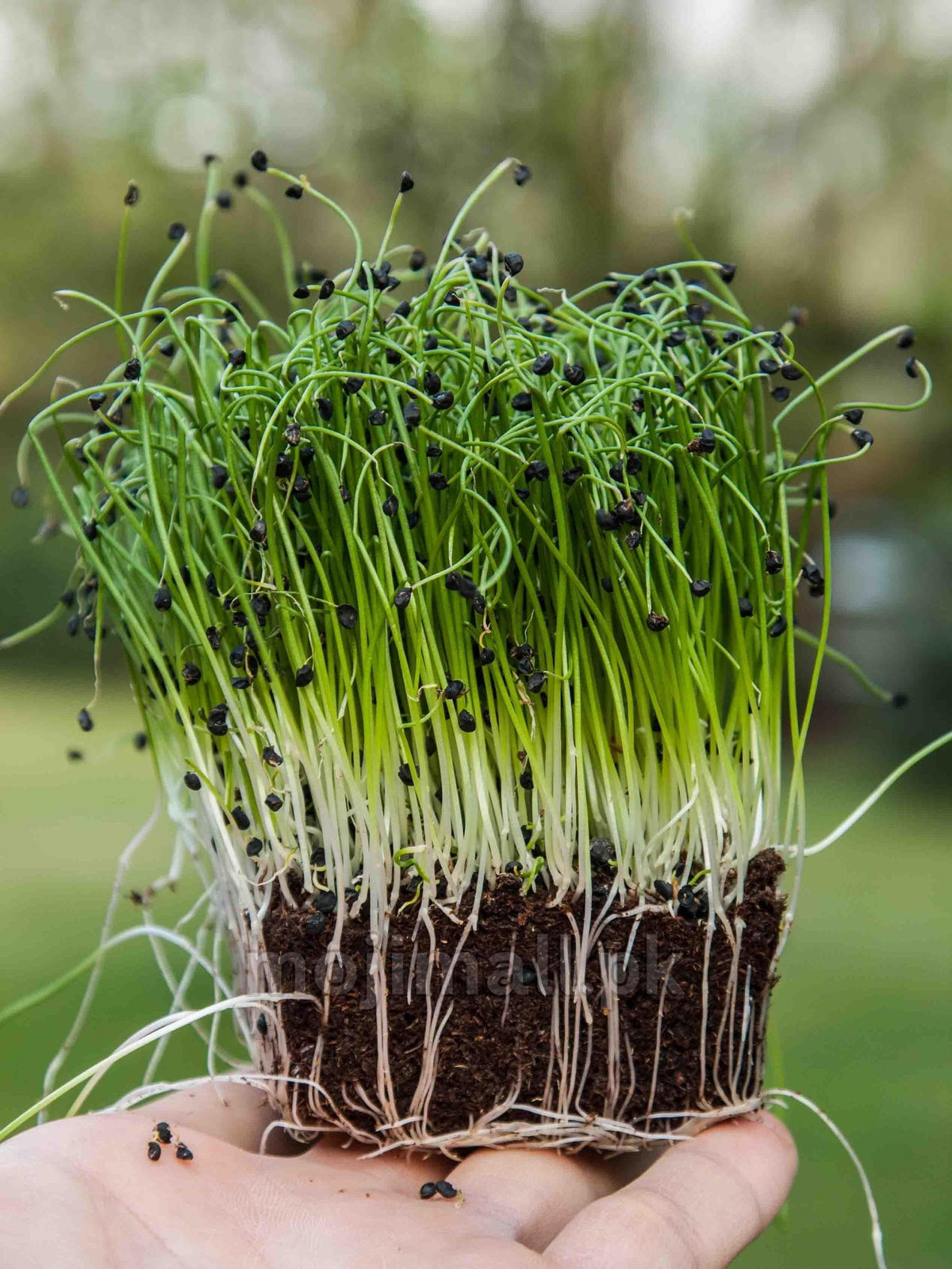 Onion: Microgreens Seeds-Moji Mall