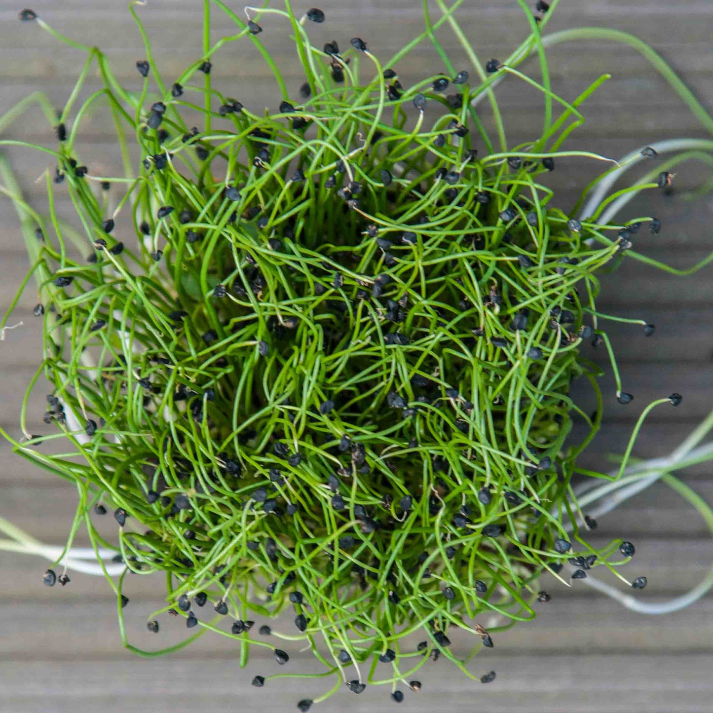 Onion - Microgreens Seeds