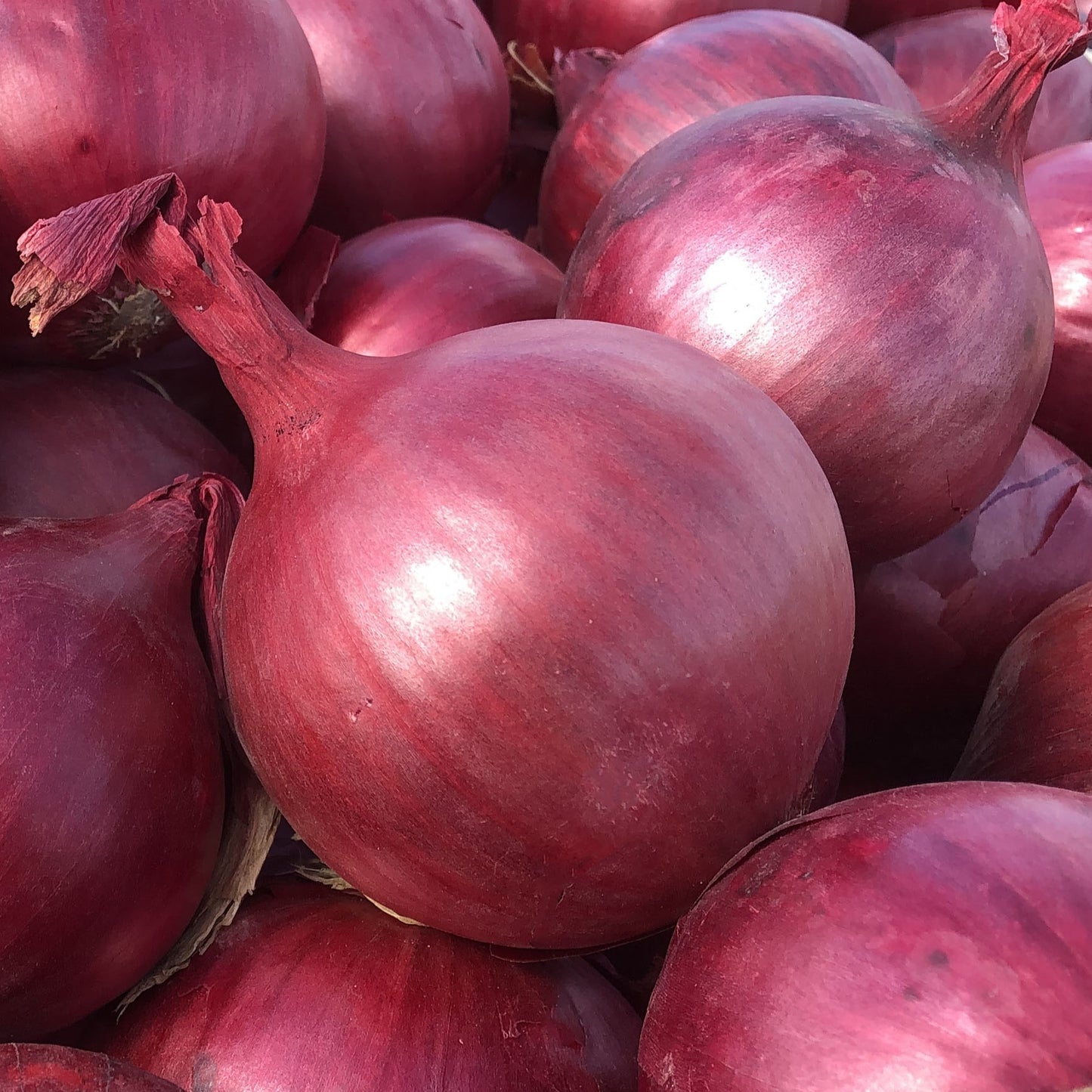 Onion Red – F1 Hybrid 150+ Seeds