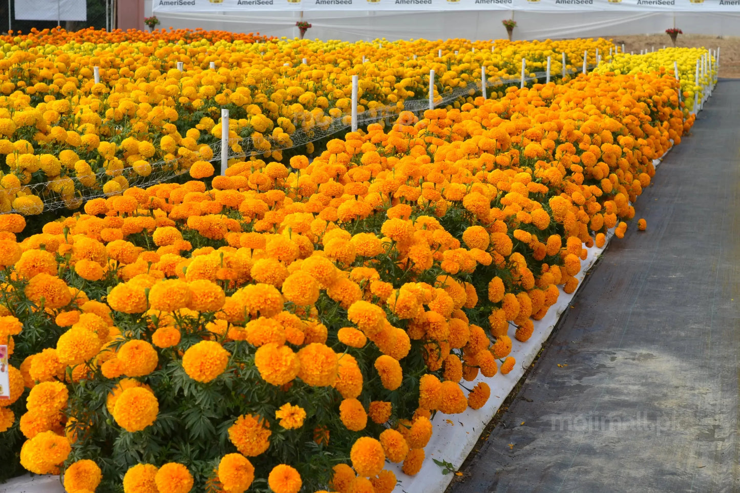 Tagetes (Orange) – F1 Hybrid Seeds-Moji Mall