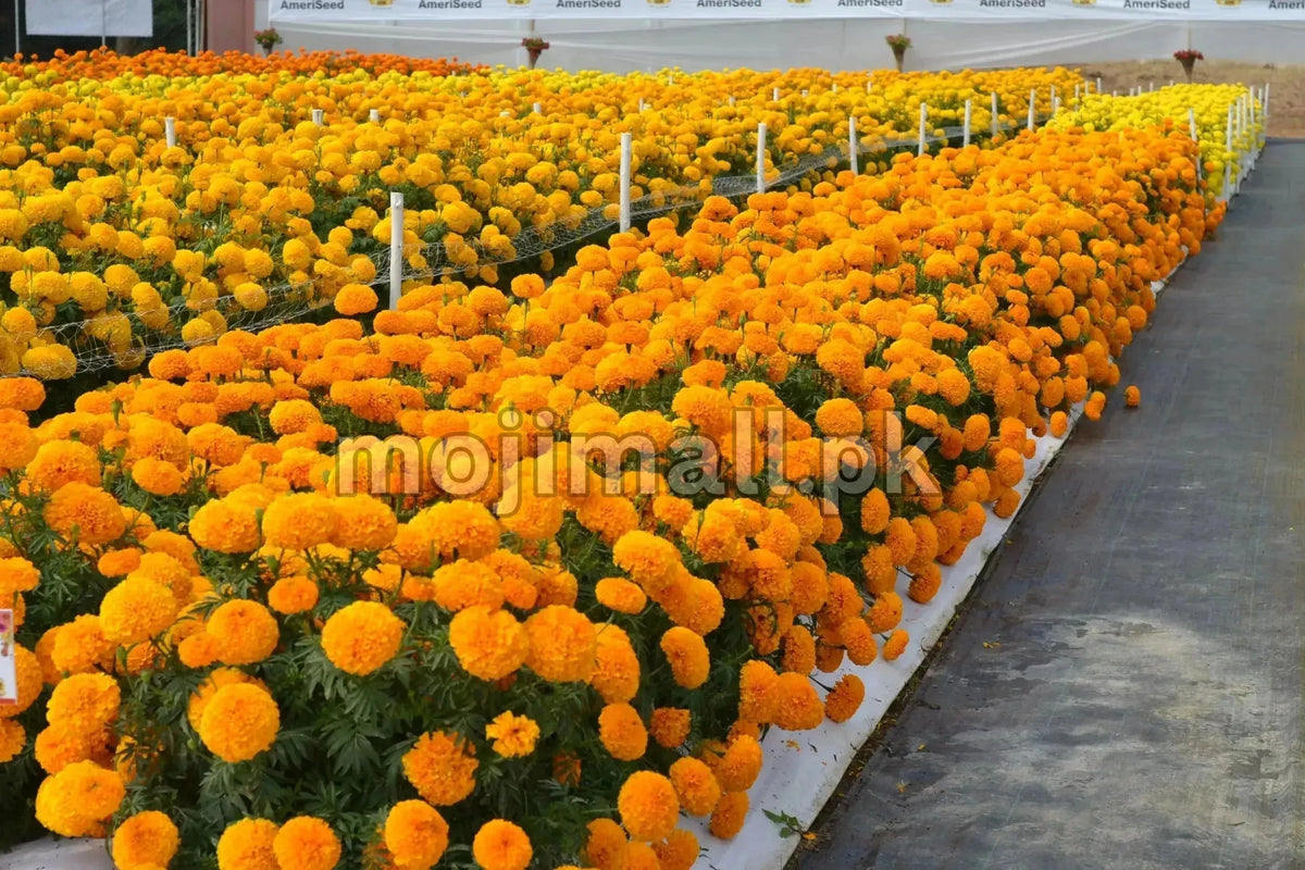 Tagetes (Orange) – F1 Hybrid Seeds-Moji Mall