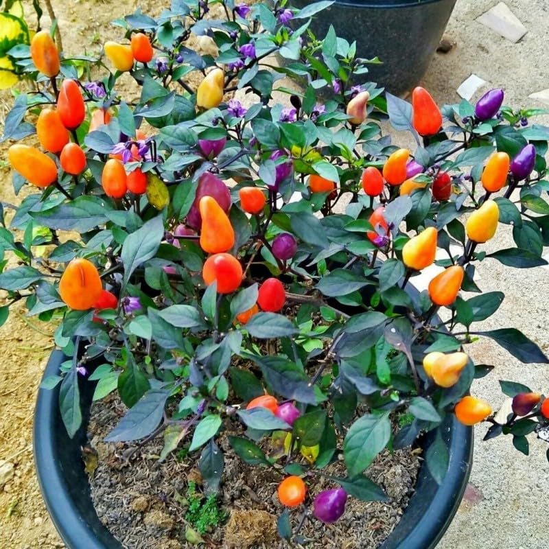 Ornamental Pepper - 30+ Seeds