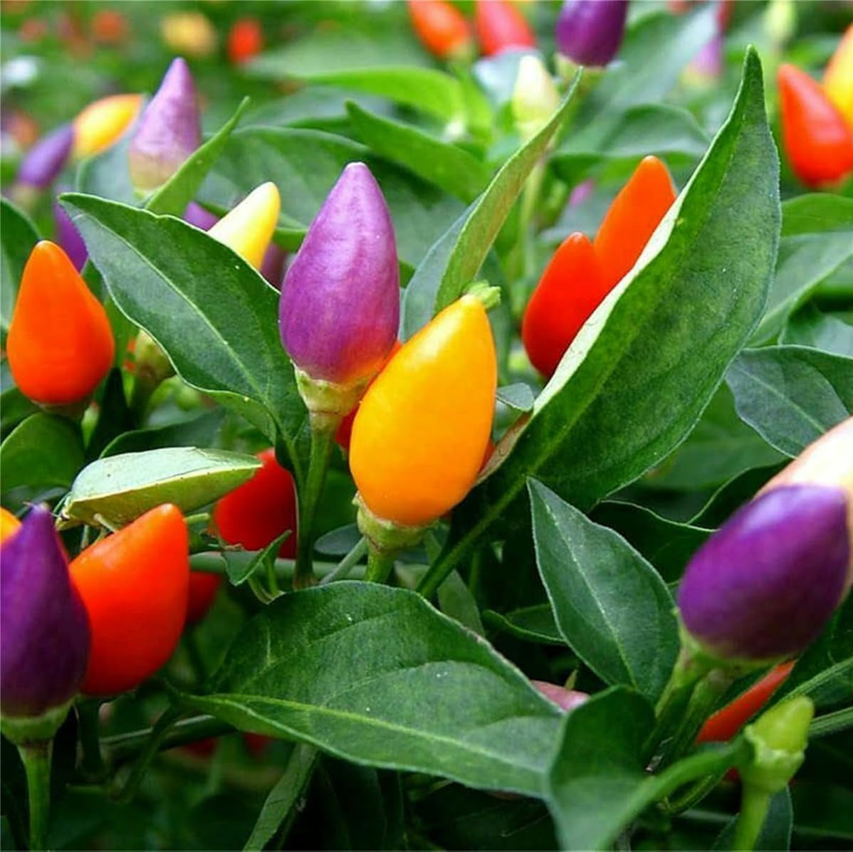 Ornamental Pepper - 30+ Seeds