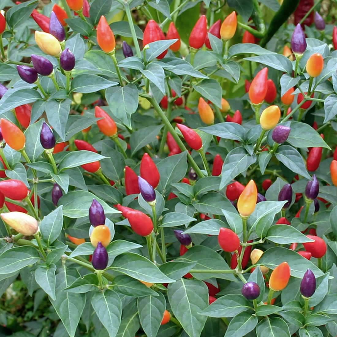 Ornamental Pepper - 30+ Seeds