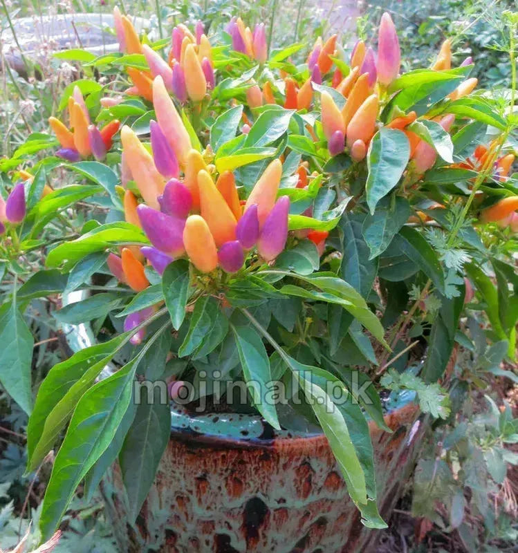 Ornamental Pepper – 20+ Seeds-Moji Mall