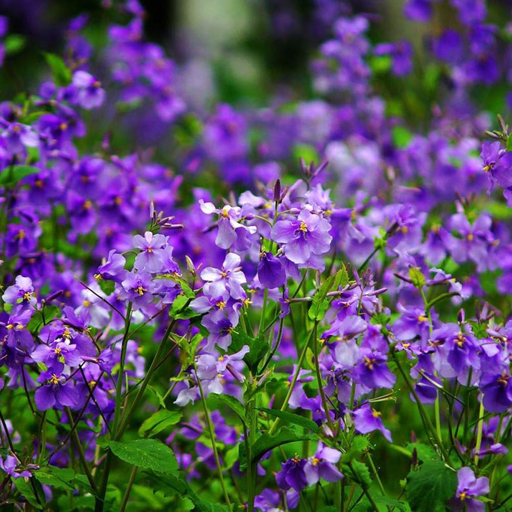 Chinese Violet Cress (Orychophragmus) – Violet – Seeds