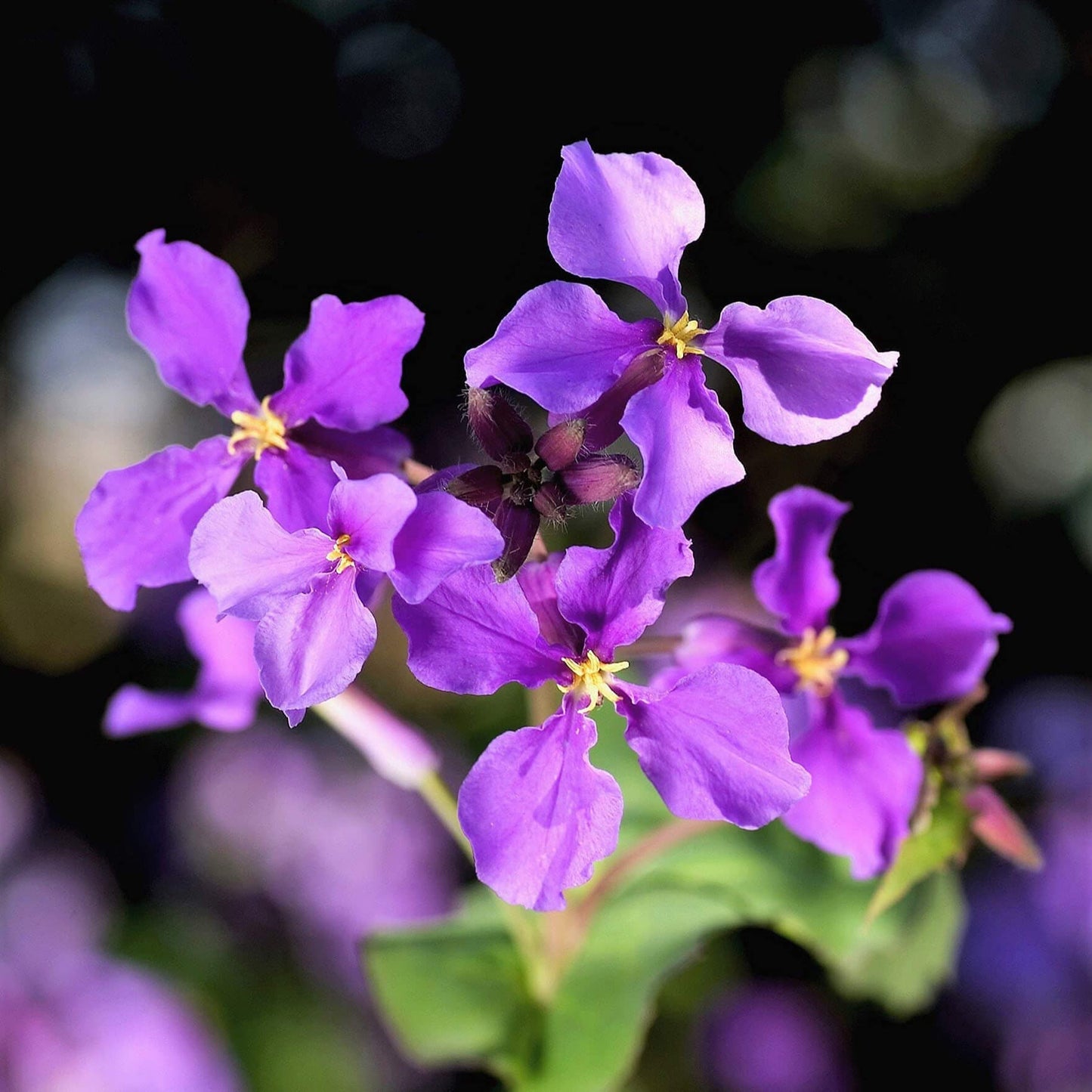 Chinese Violet Cress (Orychophragmus) – Violet – Seeds