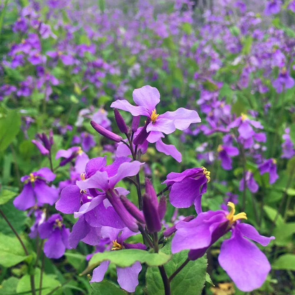Chinese Violet Cress (Orychophragmus) – Violet – Seeds