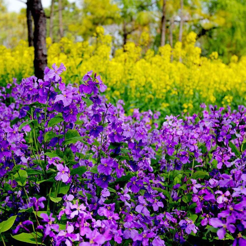 Chinese Violet Cress (Orychophragmus) – Violet – Seeds
