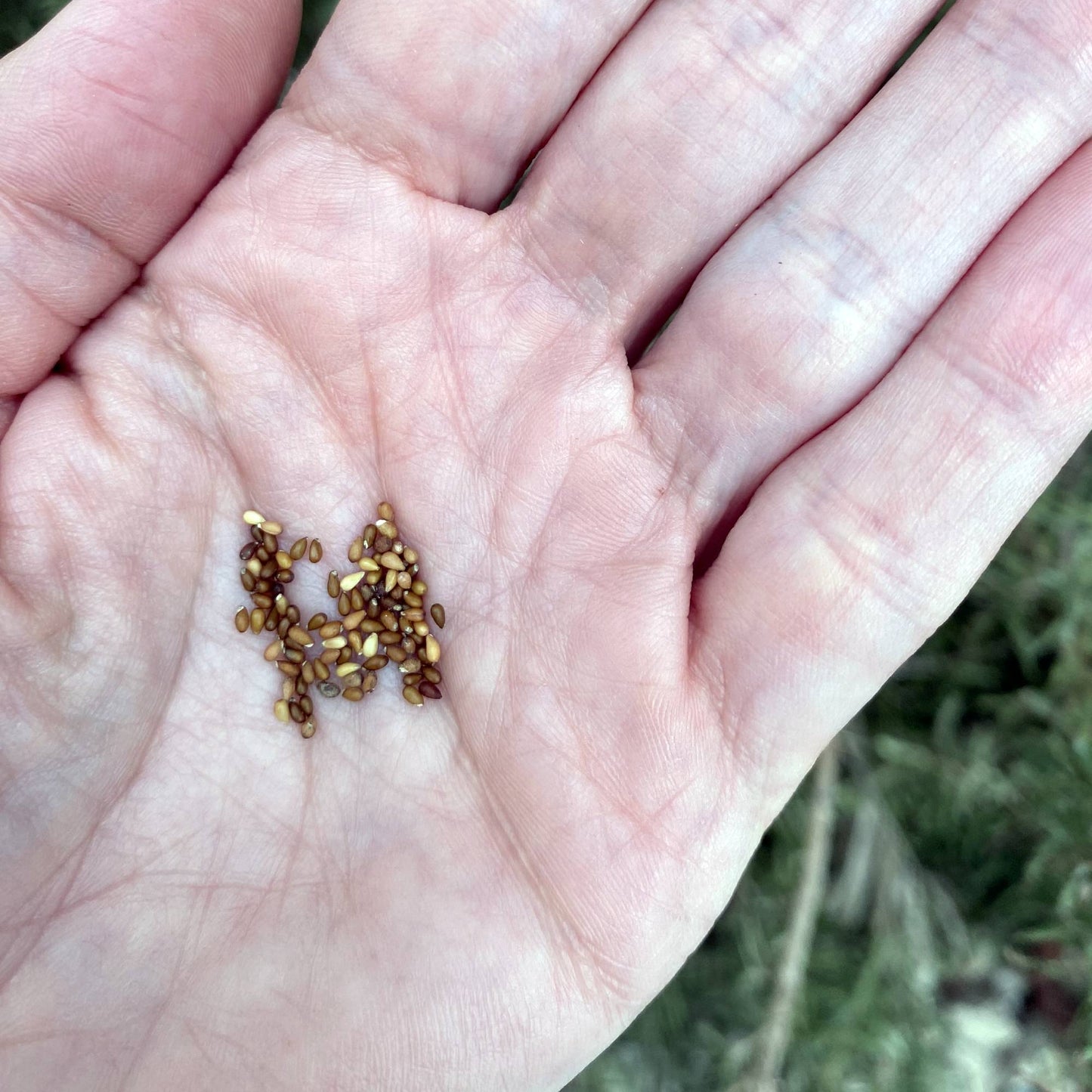 Hand holding Horned violet small brown seeds with a natural background