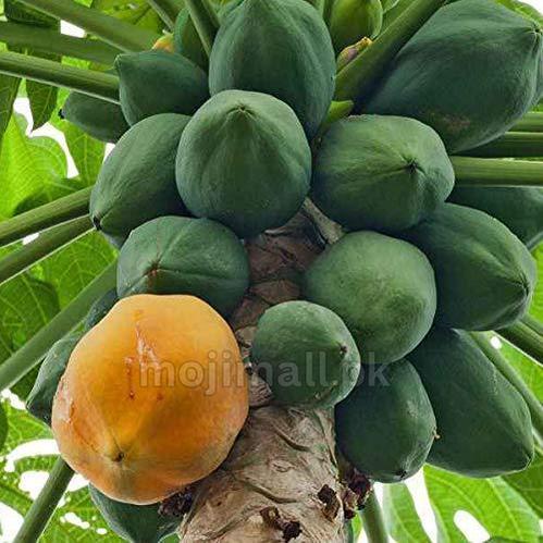 Papaya (Papita) – 10+ Tree Seeds-Moji Mall