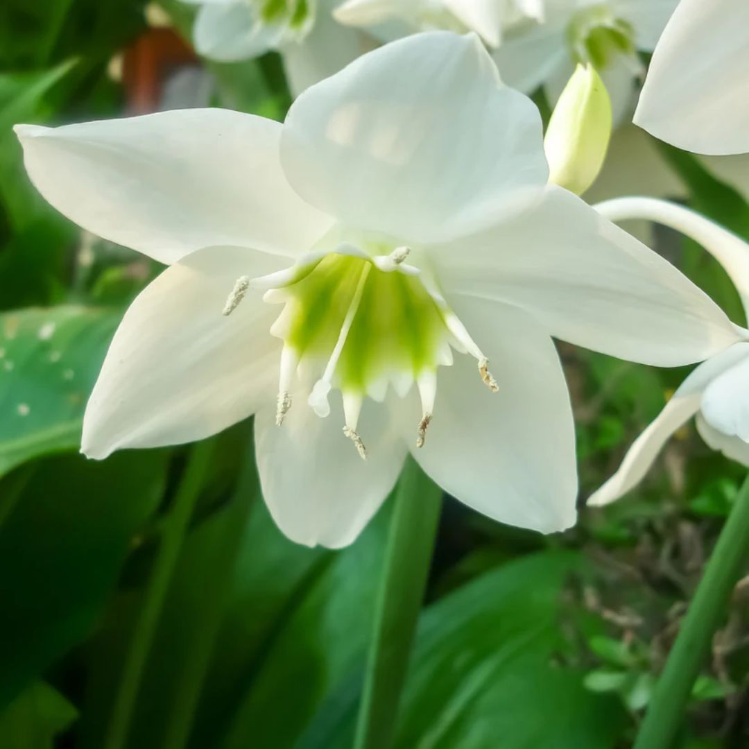 Paper white – Flower Bulbs