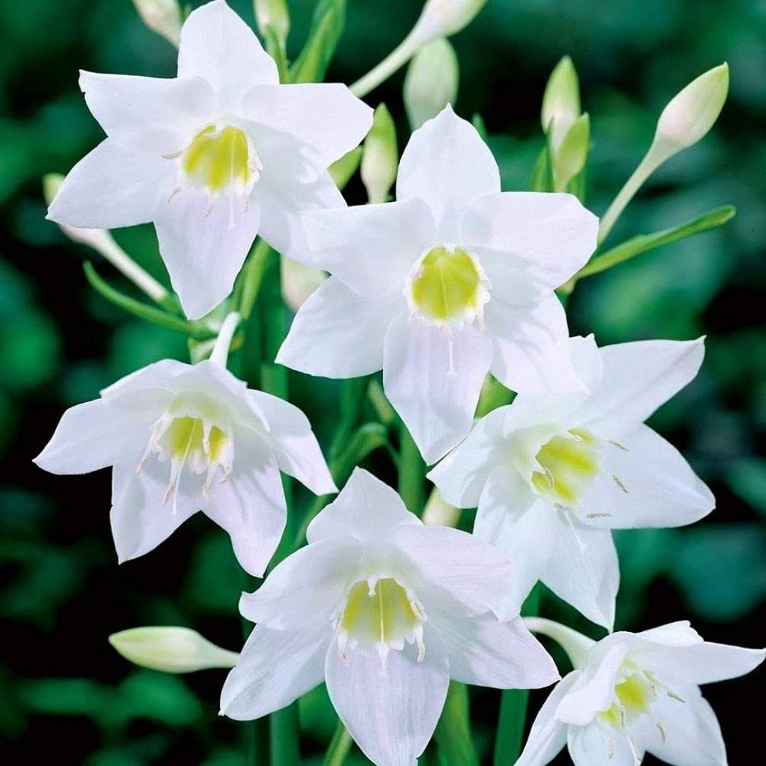 paper white lily bulbs Paperwhite Bulbs – Fast Blooming Fragrant Narcissus for Winter – Moji Mall