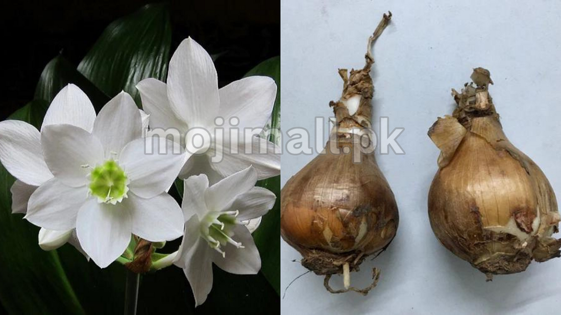 Paper white – Flower Bulbs-Moji Mall