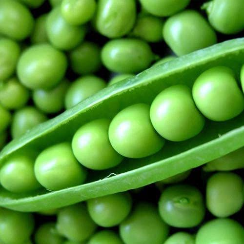 Pea – F1 Hybrid 15+ Seeds