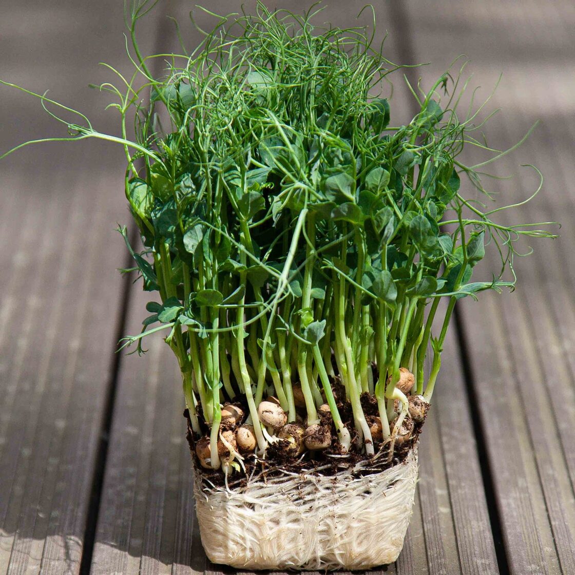 Peas: Microgreens Seeds