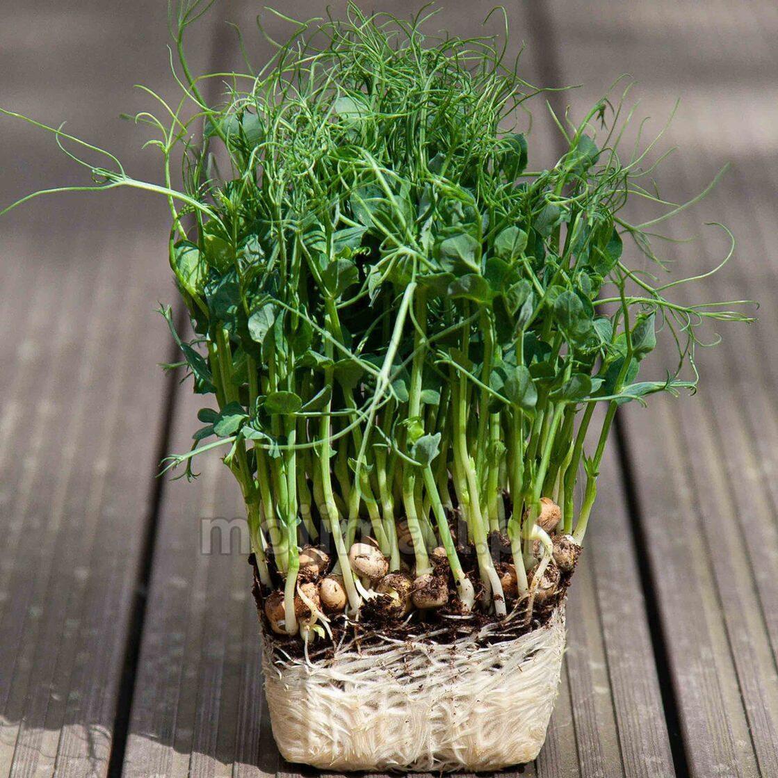 Peas: Microgreens Seeds-Moji Mall