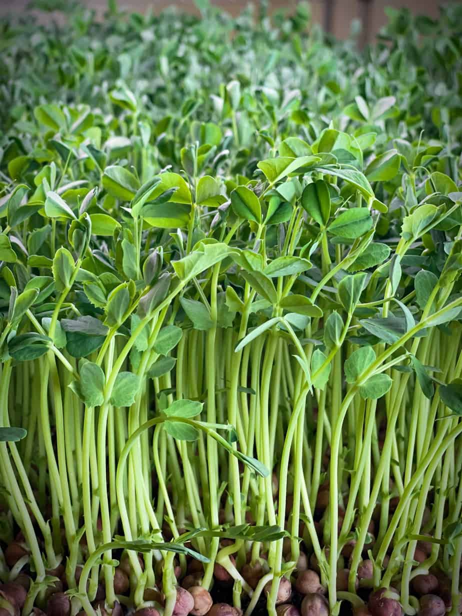 Peas: Microgreens Seeds