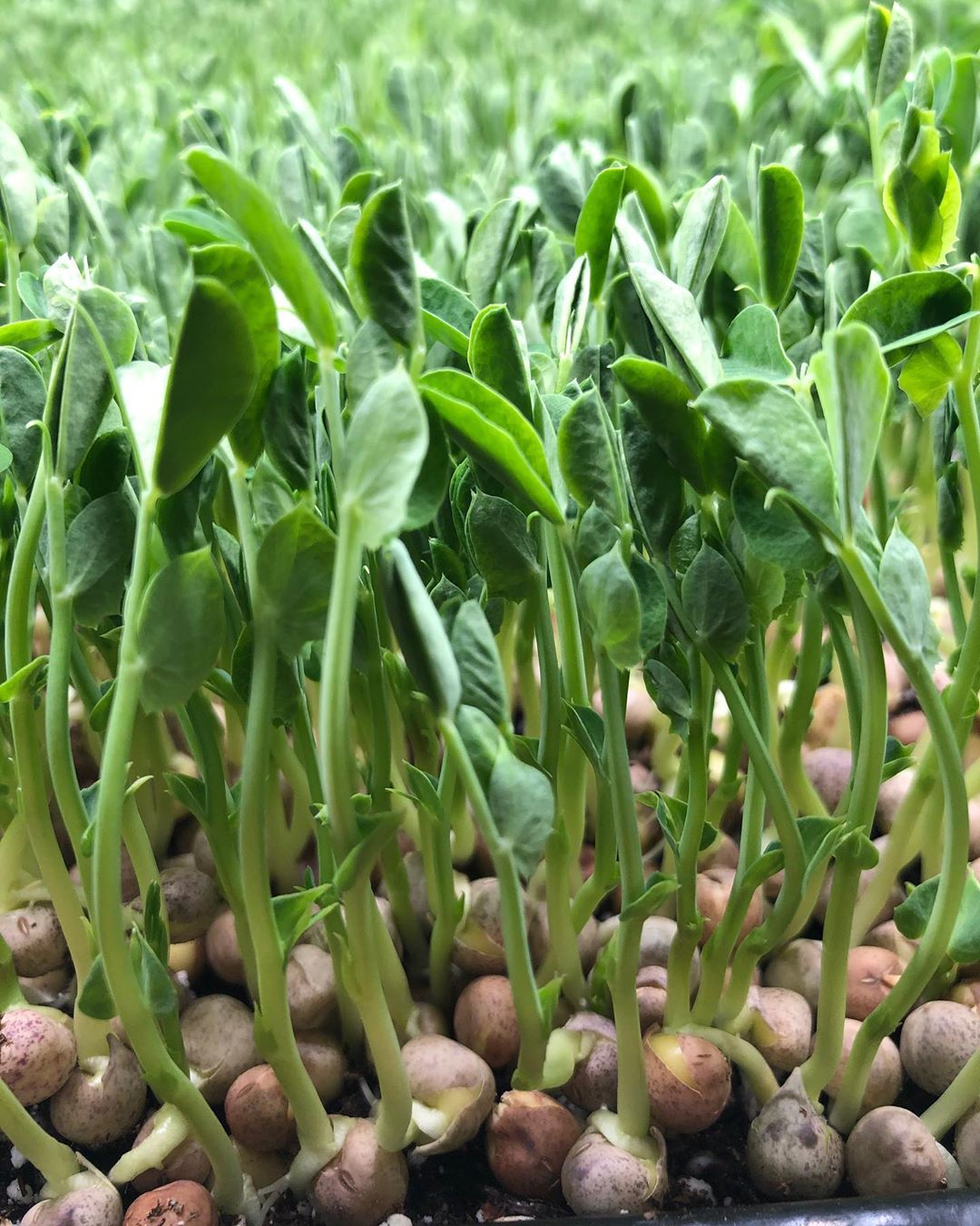 Peas: Microgreens Seeds