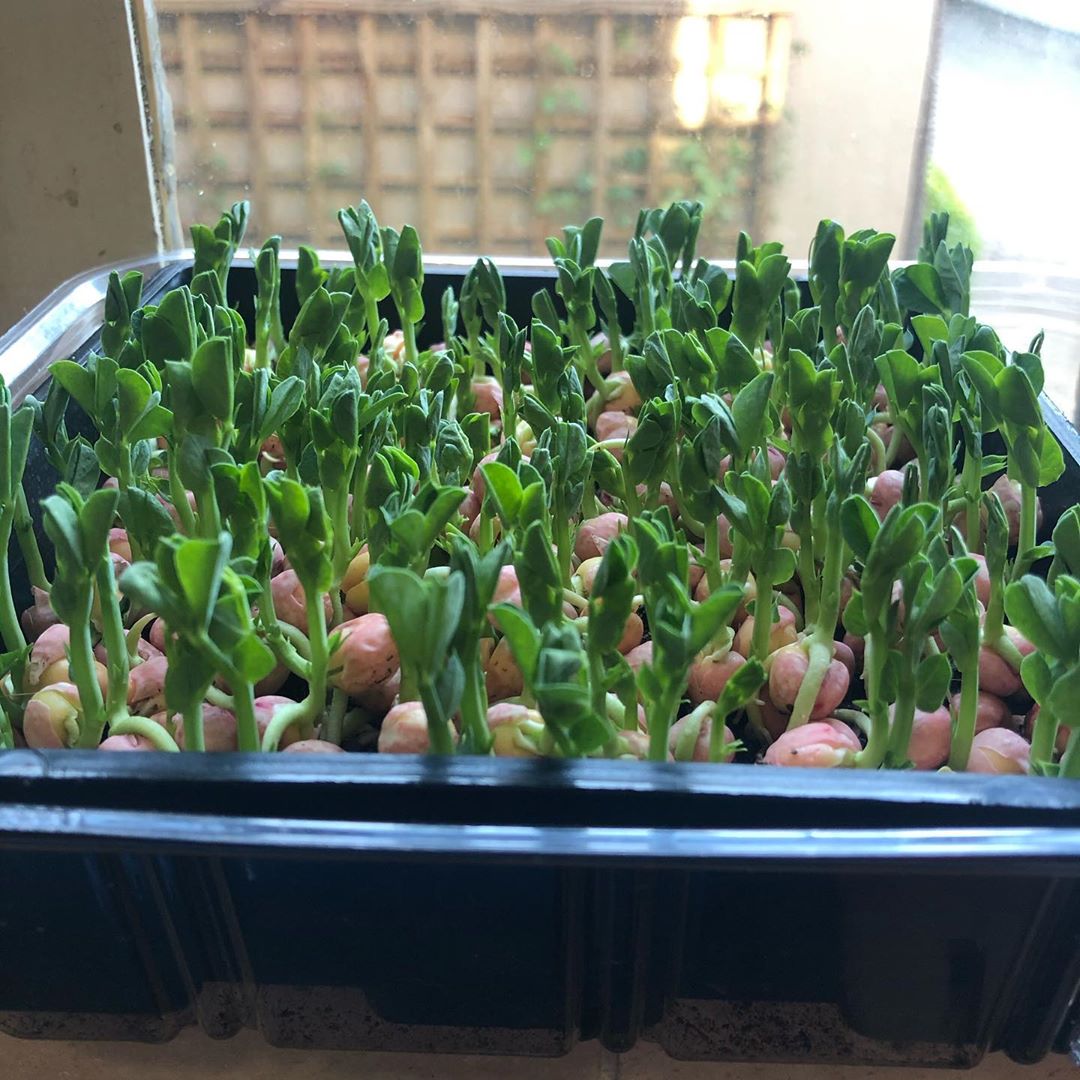 Peas: Microgreens Seeds