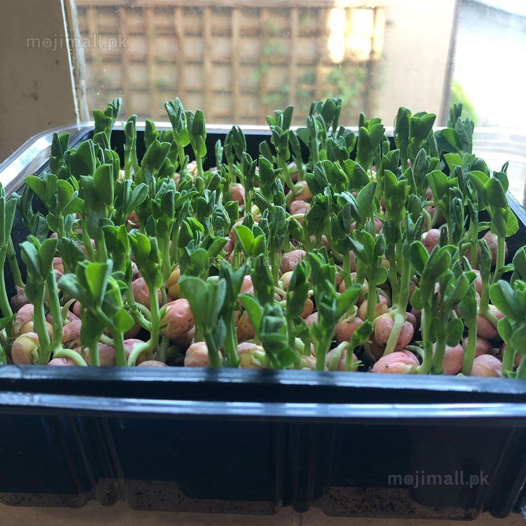 Peas: Microgreens Seeds-Moji Mall