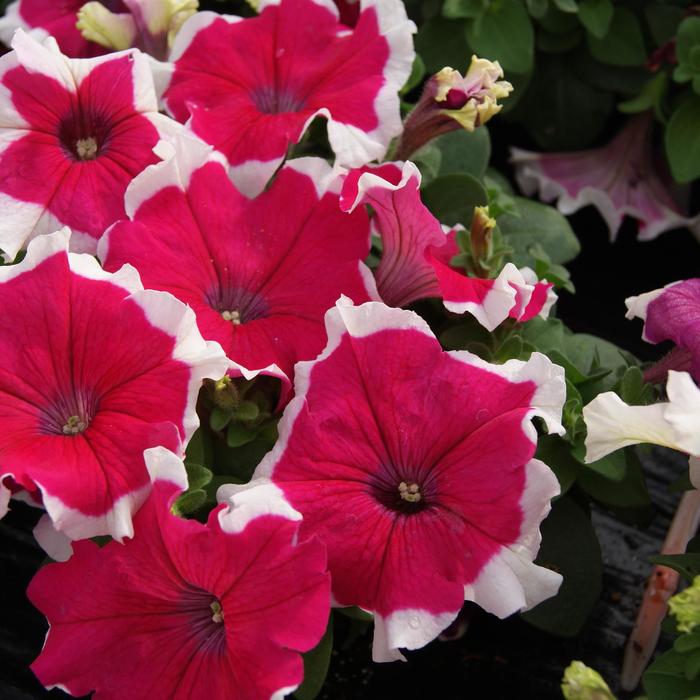 Petunia Rose Picotee – F1 Hybrid 30+ Seeds