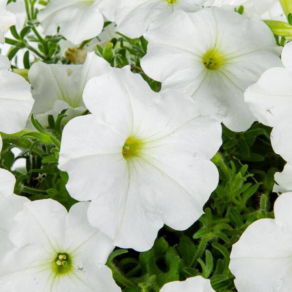 Petunia White – F1 Hybrid 30+ Seeds