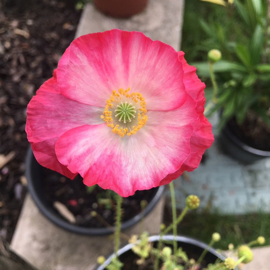 Poppy Double Mix Shirley flower with a yellow center on a blurred garden background