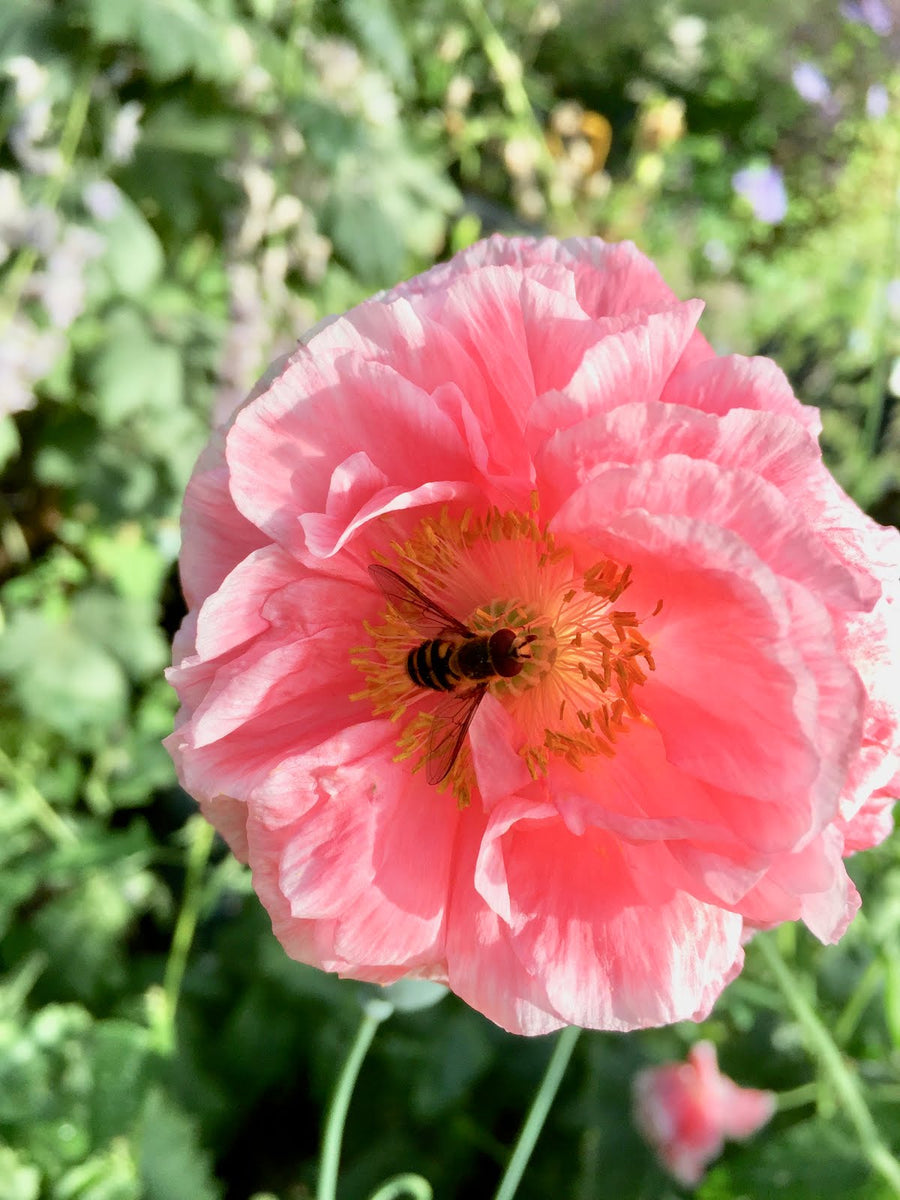 Poppy Shirley flower with a bee on a blurred green background