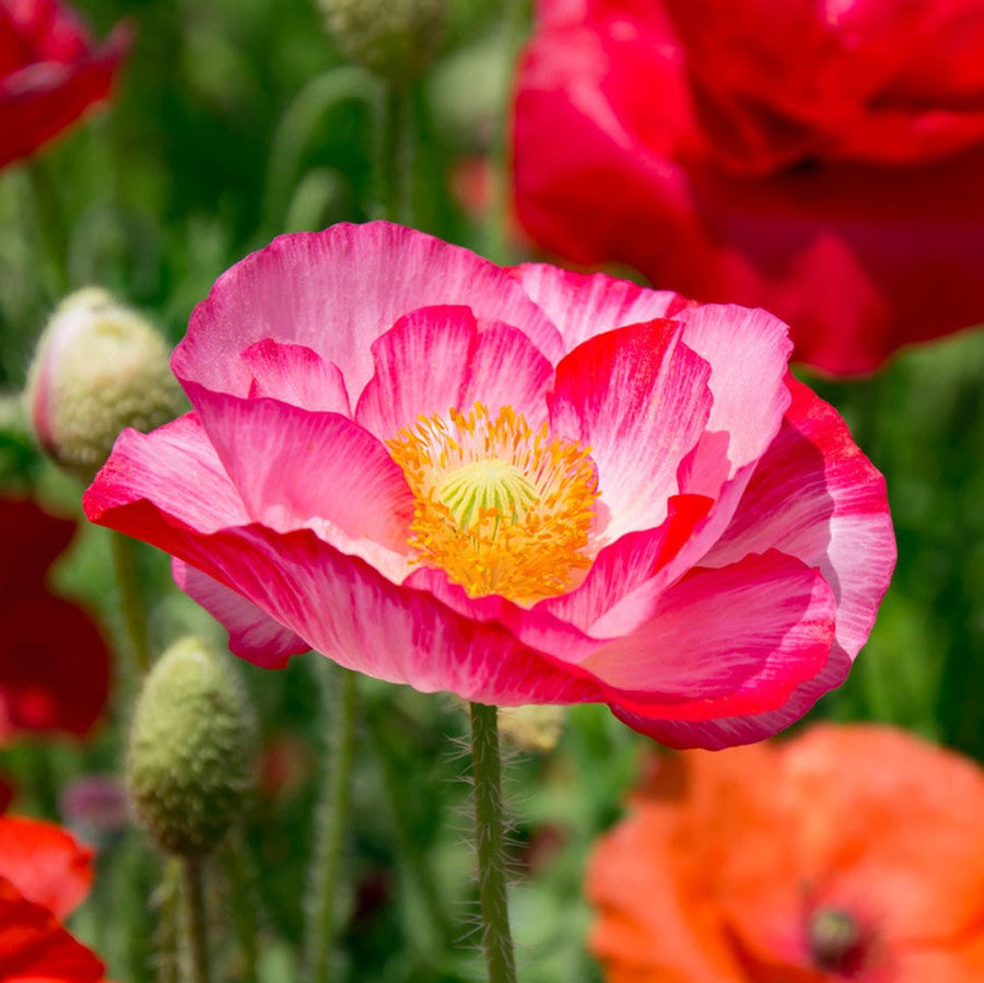 Close-up of a pink poppy flower with a blurred background of other flowers.