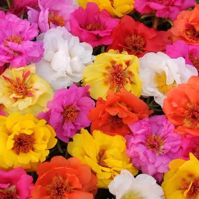 Portulaca (Double Mixed) 300+ Seeds