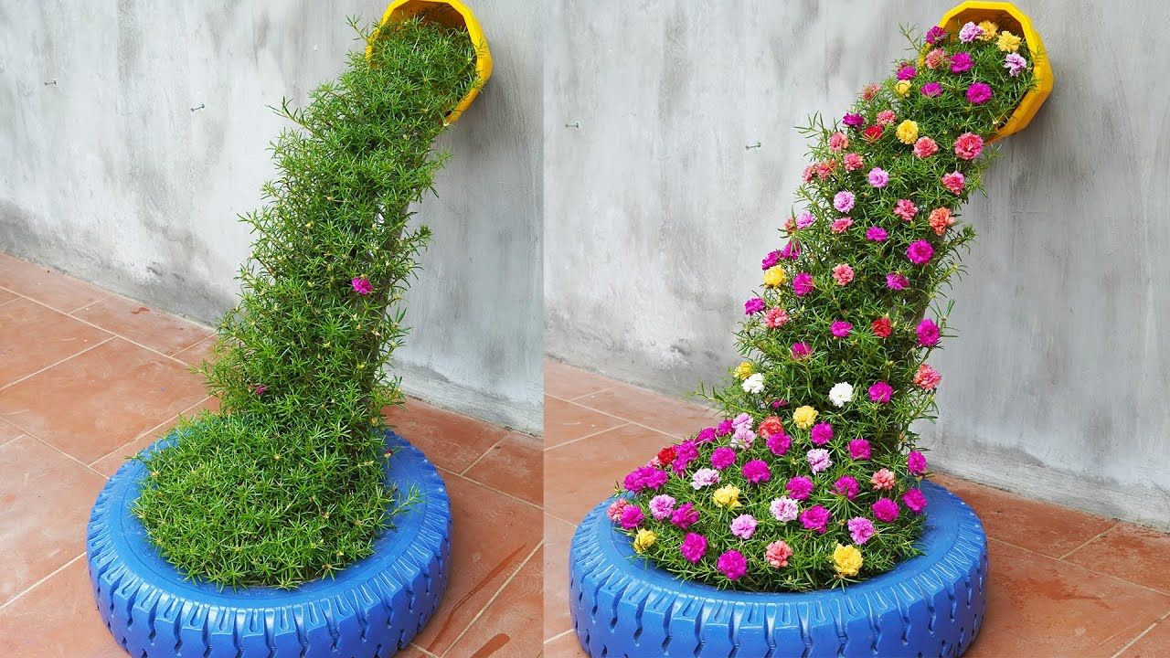 Portulaca (Double Mixed) 300+ Seeds