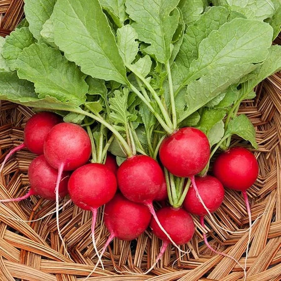 Radish (Red Round) – F1 Hybrid 50+ Seeds