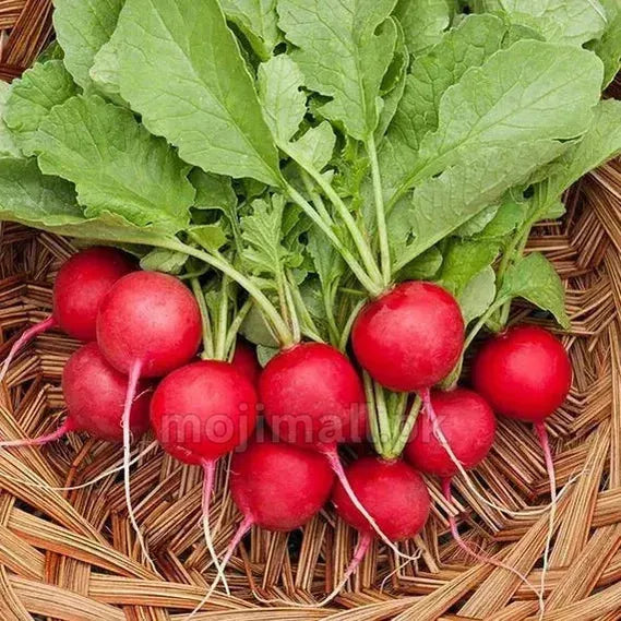 Radish (Red Round) – F1 Hybrid 50+ Seeds-Moji Mall
