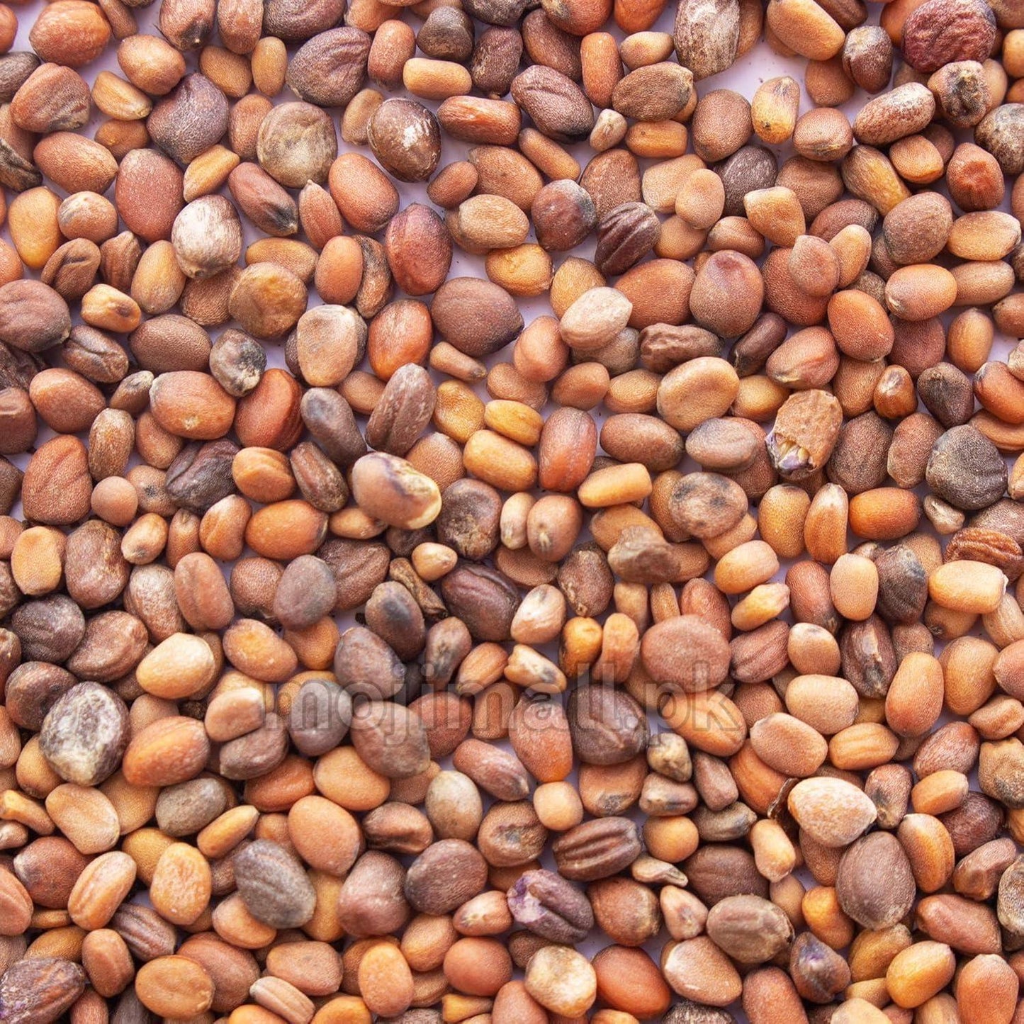 Radish: Microgreens Seeds-Moji Mall