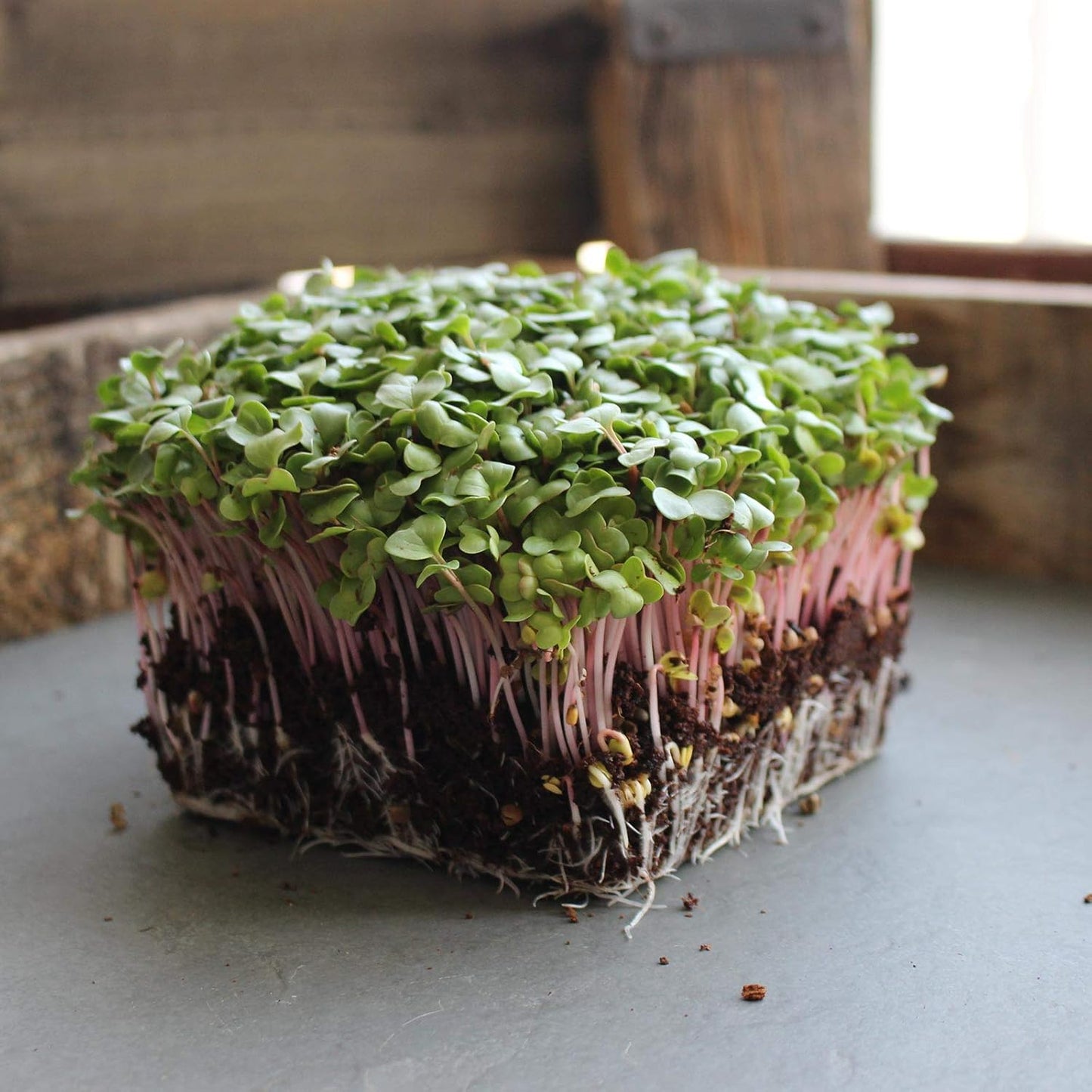 Radish Microgreens Seeds Fast Growing and Nutritious