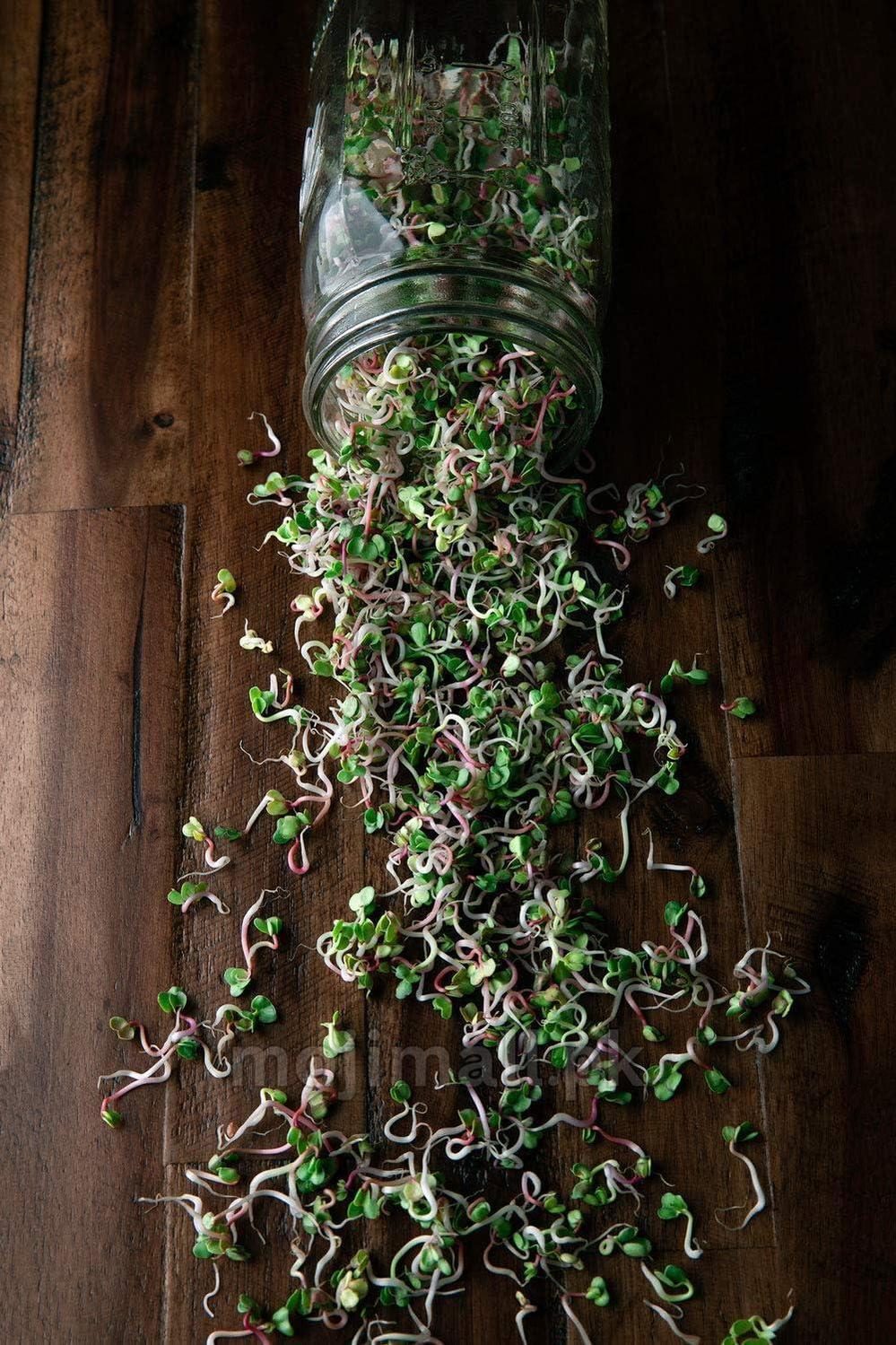Radish: Microgreens Seeds-Moji Mall