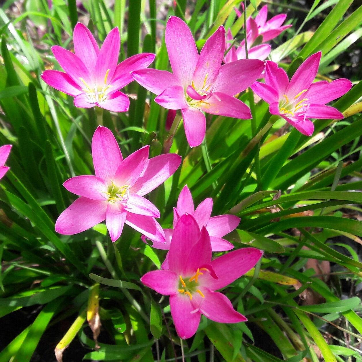 Rain Lilly Pink – Flower Bulbs-Moji Mall
