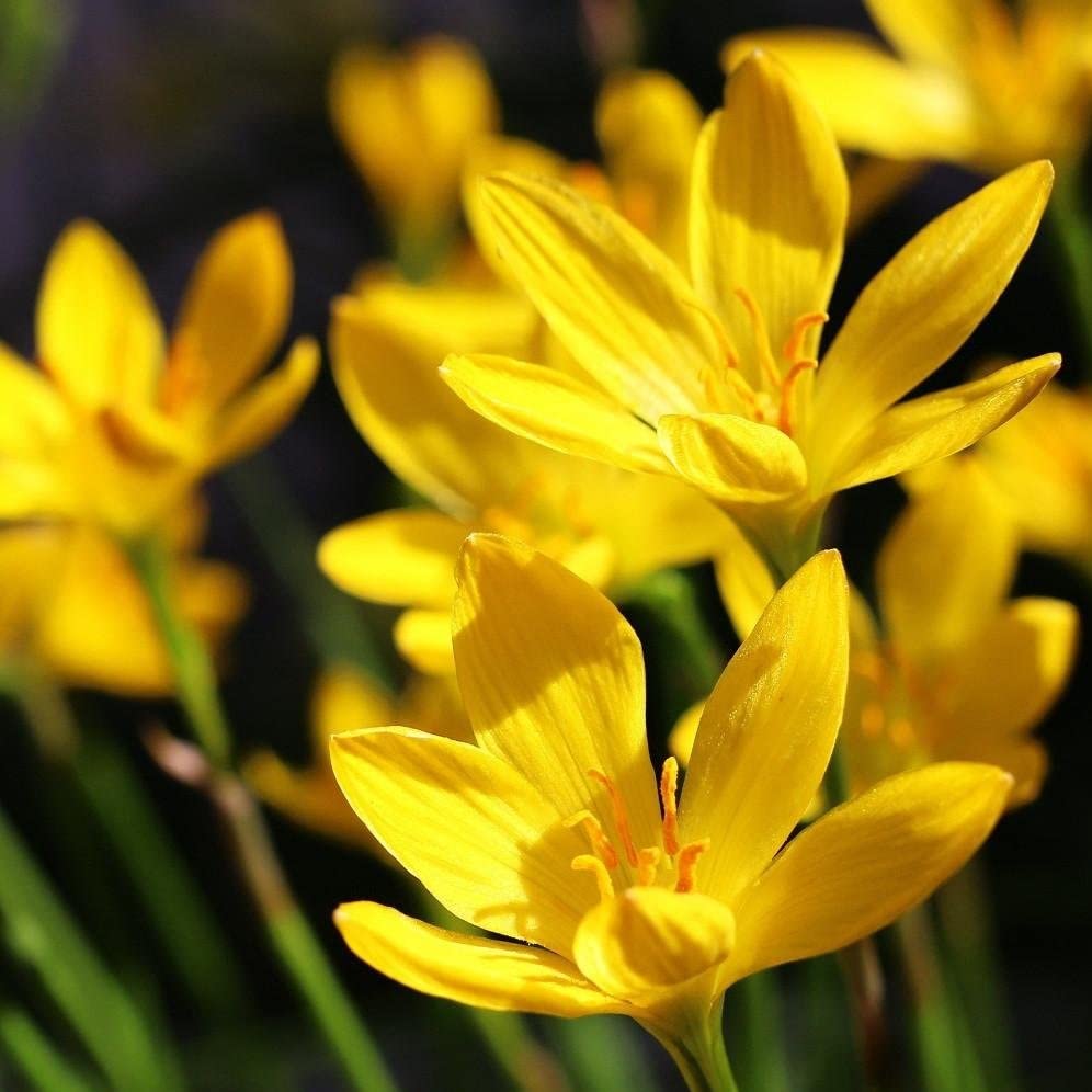 Bright yellow Rain Lily flower blooming in garden after rain