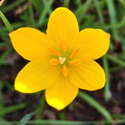 Yellow Rain Lily flower with soft petals and lush green background