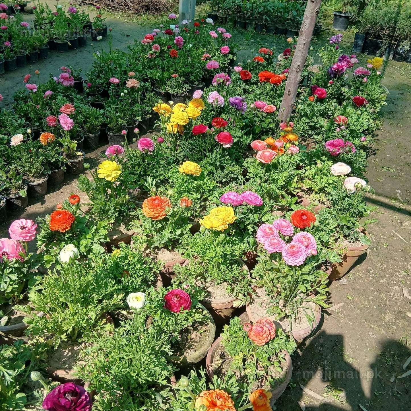 A large collection of colorful potted ranunculus flowers in a nursery or garden center. The flowers are shown in various vibrant shades including pink, red, orange, yellow, and purple, growing in green foliage inside brown pots.