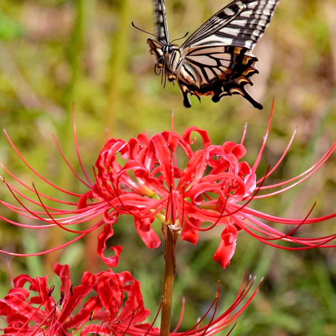 Red Spider Lily – Flower Bulbs