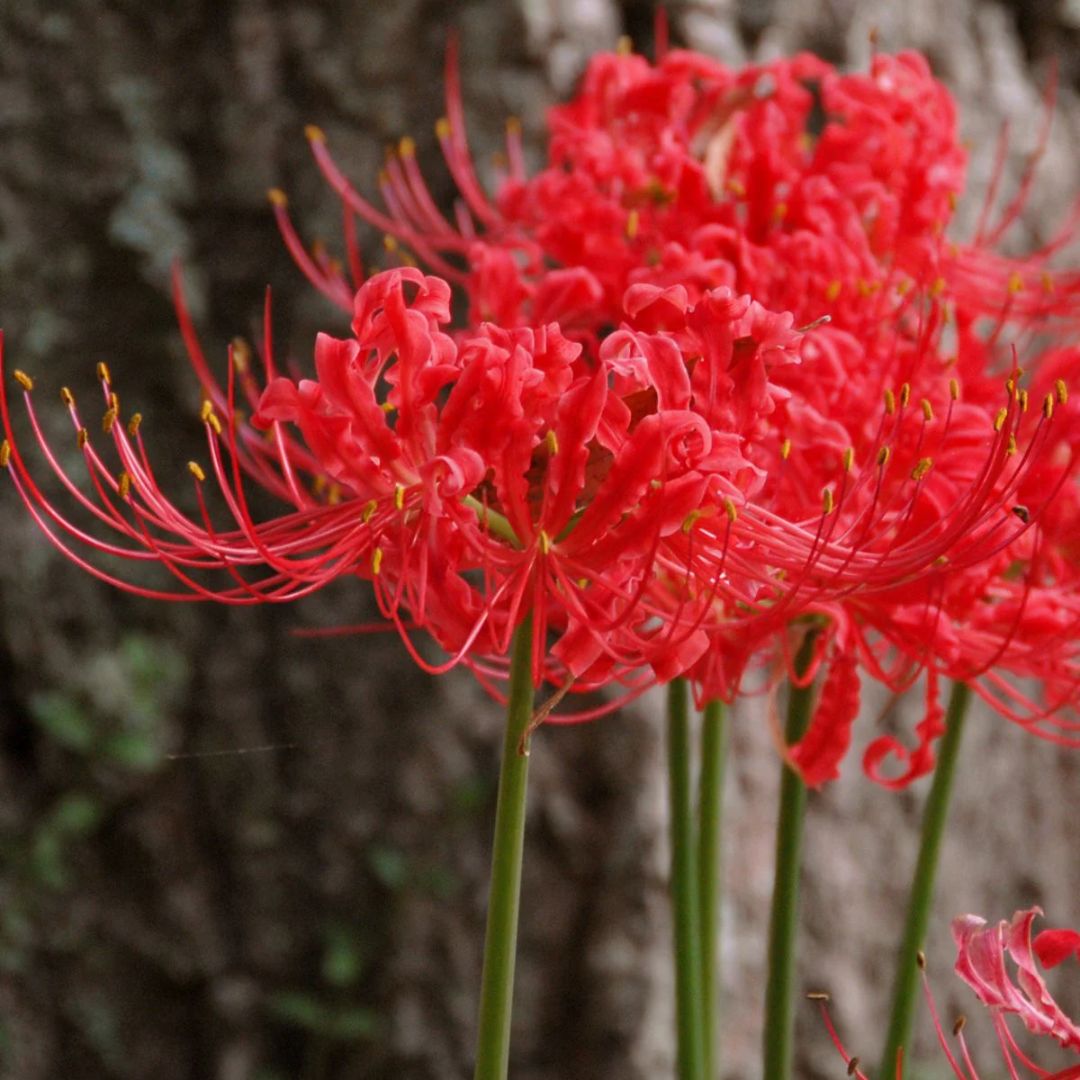 Red Spider Lily – Flower Bulbs