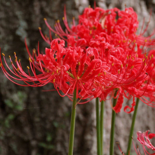 Red Spider Lily – Flower Bulbs